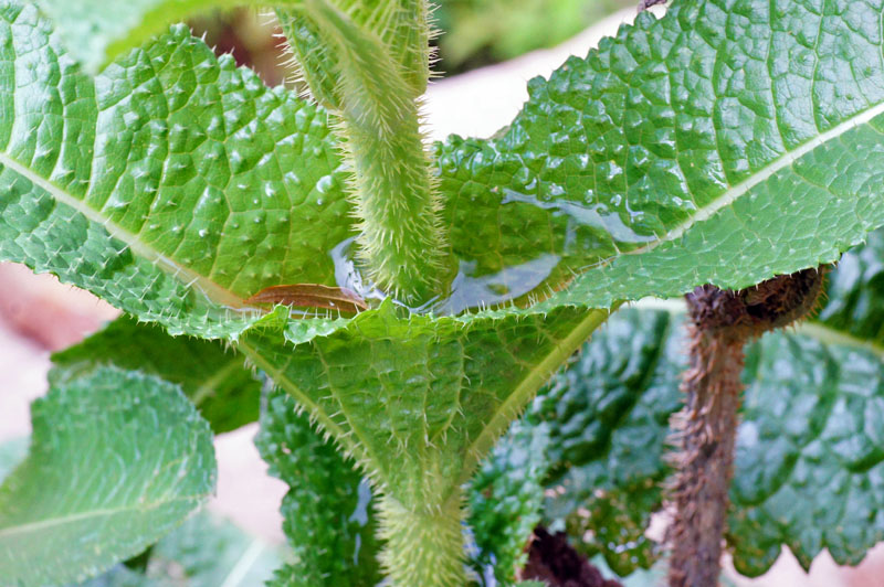 Dipsacus valsecchii / Scardaccione di Valsecchi